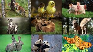 Animals-Duo-7.ppsx von Dorota