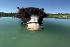 Im Wasser l�sst es sich aushalten