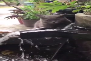 Trinken-ist-wichtig.mp4 von Felia-51