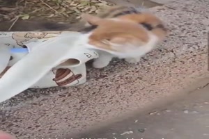 Katze-will-in-die-Tasche.mp4 von Phil-1986