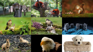 Animals147.ppsx von Dorota