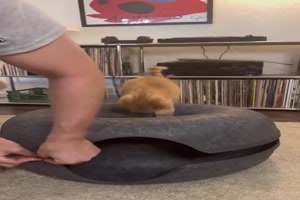 Das-gef�llt-der-Katze.mp4 von Michelle