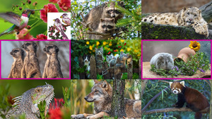 Tierische-Augenblicke-4.ppsx von hesido