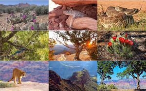 Grand-Canyon-Nationalpark.ppsx von regulus