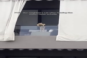Neugierige Katze