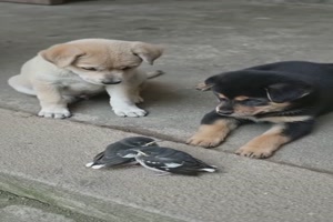 Welpen-und-V�gelchen.mp4 von Phil-1986