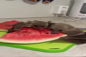 Leckere-Wassermelone.mp4 von Erwin32