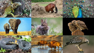 Animals
