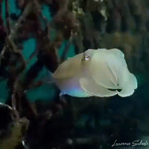Ein-faszinierendes-Tier.gif von Queen92