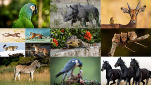 Animals 148