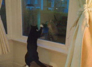 Katzen.gif von Brandon