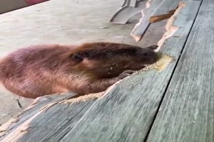 Hier-wird-gearbeitet.mp4 von Talia1999
