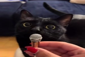 Katzen-Interview.mp4 von Gabriel