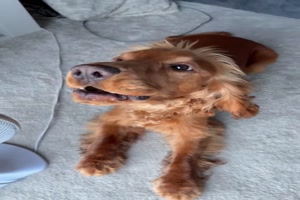 Hund-kann-sch�n-singen.mp4 von Erwin32