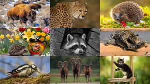 Animals-149.ppsx von Dorota