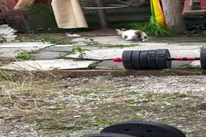 Da-hat-die-Katze-keine-Chance.mp4 von Brandon