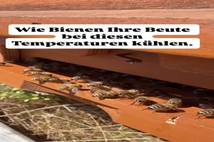 Flei�ige-Bienen.mp4 von Tobias-1995