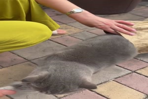 Katze-im-Kohlesack.mp4 von Goldlocke