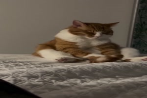 Lustige-Schlafposition.mp4 von Talia1999