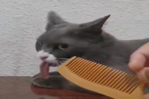 Katze mag das Ger�usch nicht
