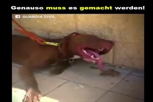 H�ttest-du-es-auch-so-gemacht.mp4 von Goldlocke