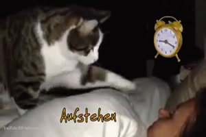 S��e-Katzenwecker.mp4 von Goldlocke