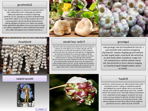Knoblauch.ppsx von Gabriel