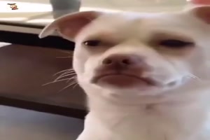 Dieser-Hundeblick.mp4 von SexOnTheBeach