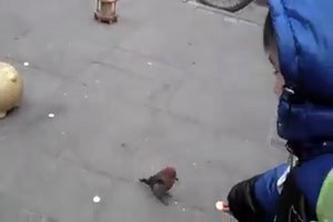 Sparvogel.mp4 von Tobias-1995