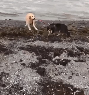 Komm-jetzt-ins-Wasser.gif von Nachtstern