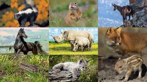 Animals-150.ppsx von Dorota