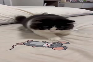 Da ist eine Maus auf dem Bett