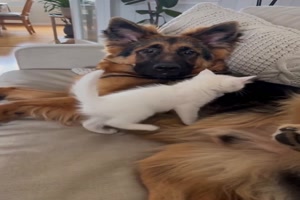 K�tzchen klettert auf Hund