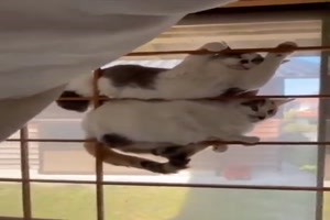 Typisch-Katze.mp4 von Matilda