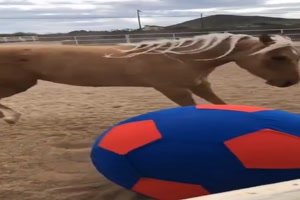 Pferd-liebt-den-Ball.mp4 von Matilda