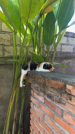 Katze-h�lt-eine-Siesta.gif von Gabriel