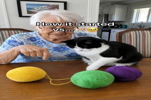 Oma-strickt-f�r-die-Katzen.mp4 von Tobias-1995