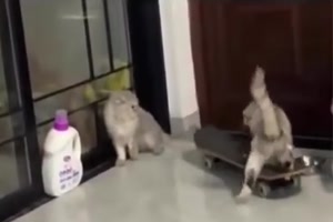 Typisch-Katzen.mp4 von Josie-96