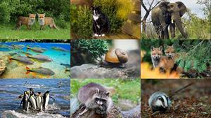 Animals-151.ppsx von Dorota