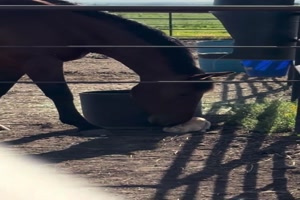 Liebes-Pferd.mp4 von Mareike-21