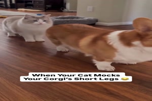 Katze-macht-den-Corgi-nach.mp4 von Josefin