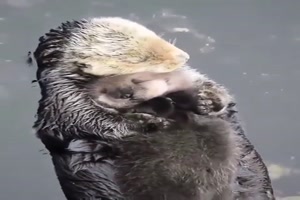 Liebe Otter-Mama