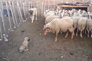 Erst-mal-die-Situation-kl�ren.mp4 von Josefin