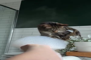 Katze-und-Badeschaum.mp4 von Erwin32