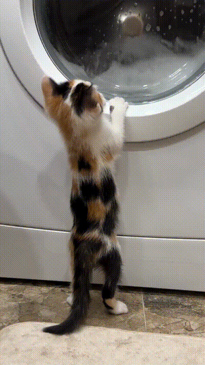K�tzchen-an-der-Waschmaschine.gif von Josie-96