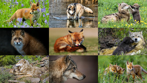 Foxes and Wolves 7