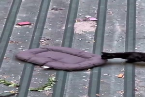 Neues-Katzenbett.mp4 von Gabriel