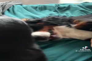 Hund und Katze kappeln sich