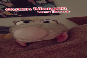 Guten-Morgen.mp4 von Queen40