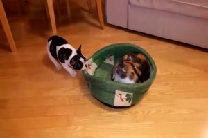 Verlass mein K�rbchen